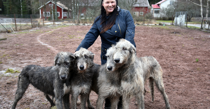 Irlanninsusikoira on kiltti jättiläinen