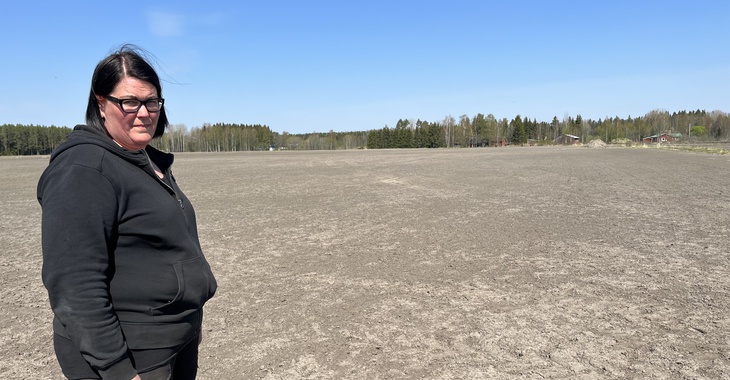 Suojeltujen hanhien vahingoista vaivaa maanviljelijöille