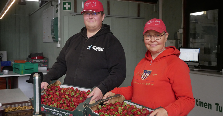 Mansikan pääsatokausi alkaa rymisten