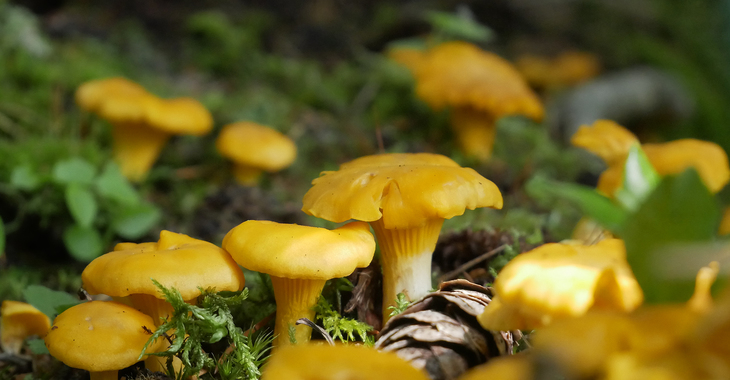 Kantarellia löytyy jo reilusti metsästä