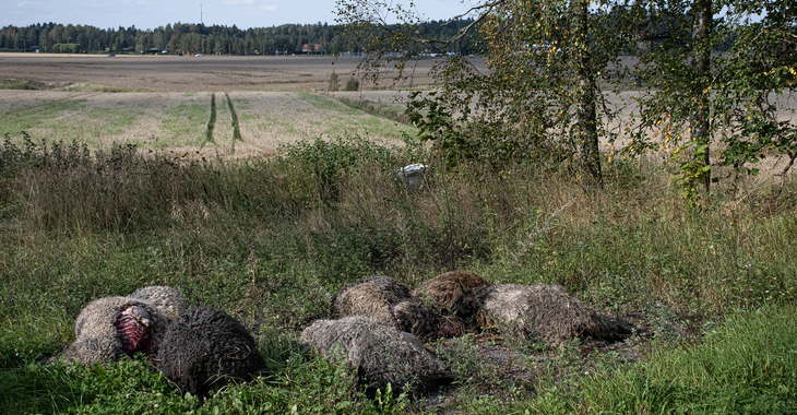 Sudet tappoivat Liedossa seitsemän uuhta