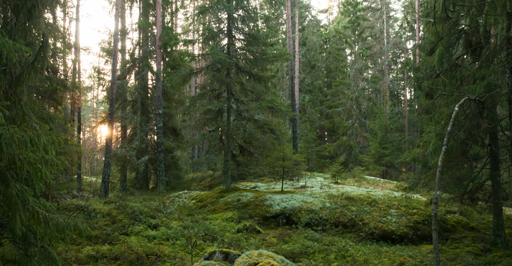 Luonnonperintösäätiö suojeli metsän Tortinmäessä