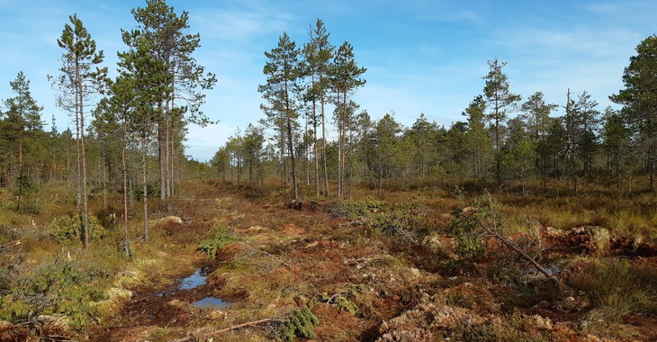 Kurjenrahkan kansallispuiston viimeisetkin suo-ojat tukitaan